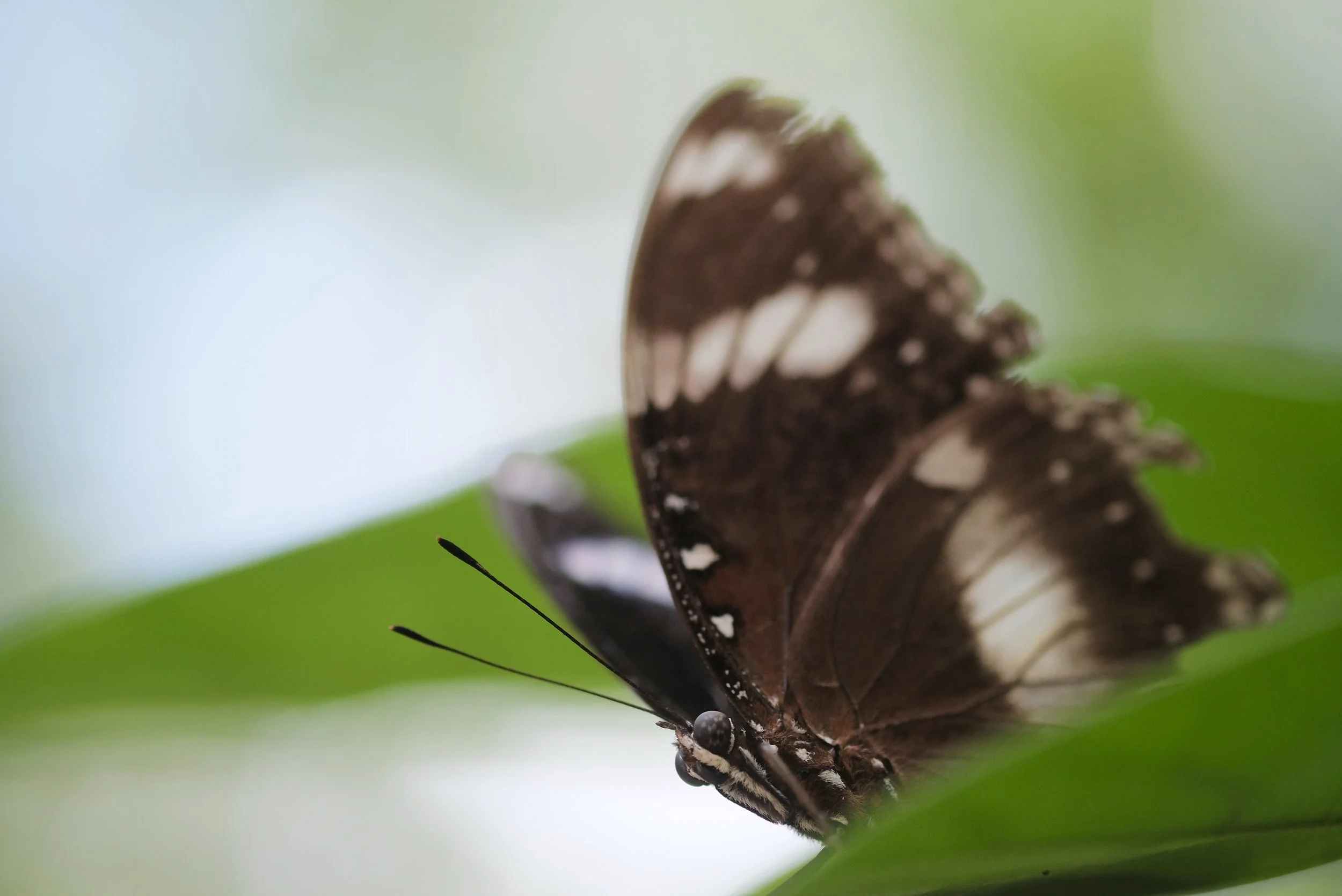富士フイルム　XF 60mm f/2.4Macro Amazon.com : Fujifilm Fujinon XF60mmF2.4 R Macro : Camera